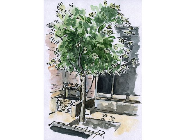 ORANGE TREE PLANTED BY THE BÁB IN THE COURTYARD OF HIS HOUSE