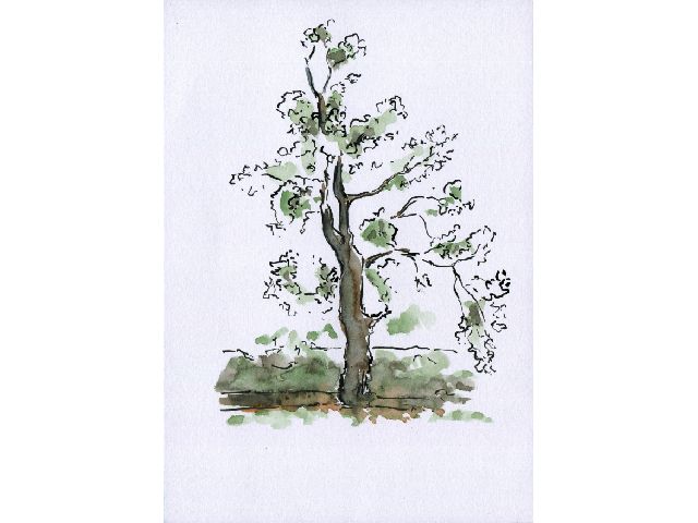 TREE FROM WHICH MULLÁ ḤUSAYN WAS SHOT